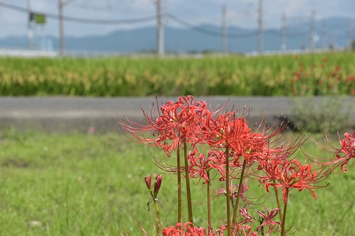 福岡県三井郡大刀洗町02　注文住宅建築現場リポート①　～地鎮祭～