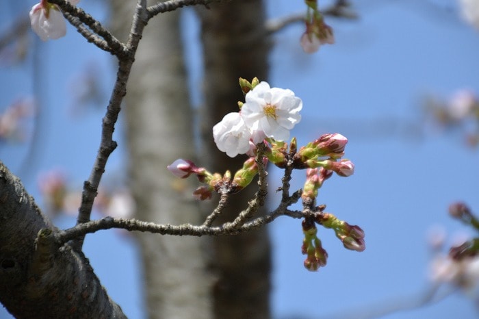 福岡県小郡市大板井01　注文住宅建築現場リポート⑨