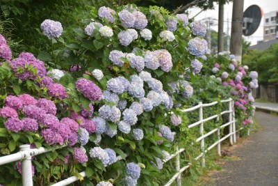 福岡県春日市07　注文住宅現場リポート③　祝・上棟式～