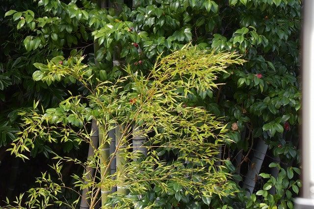 「福岡市中央区02」注文住宅現場リポート⑪【美装】
