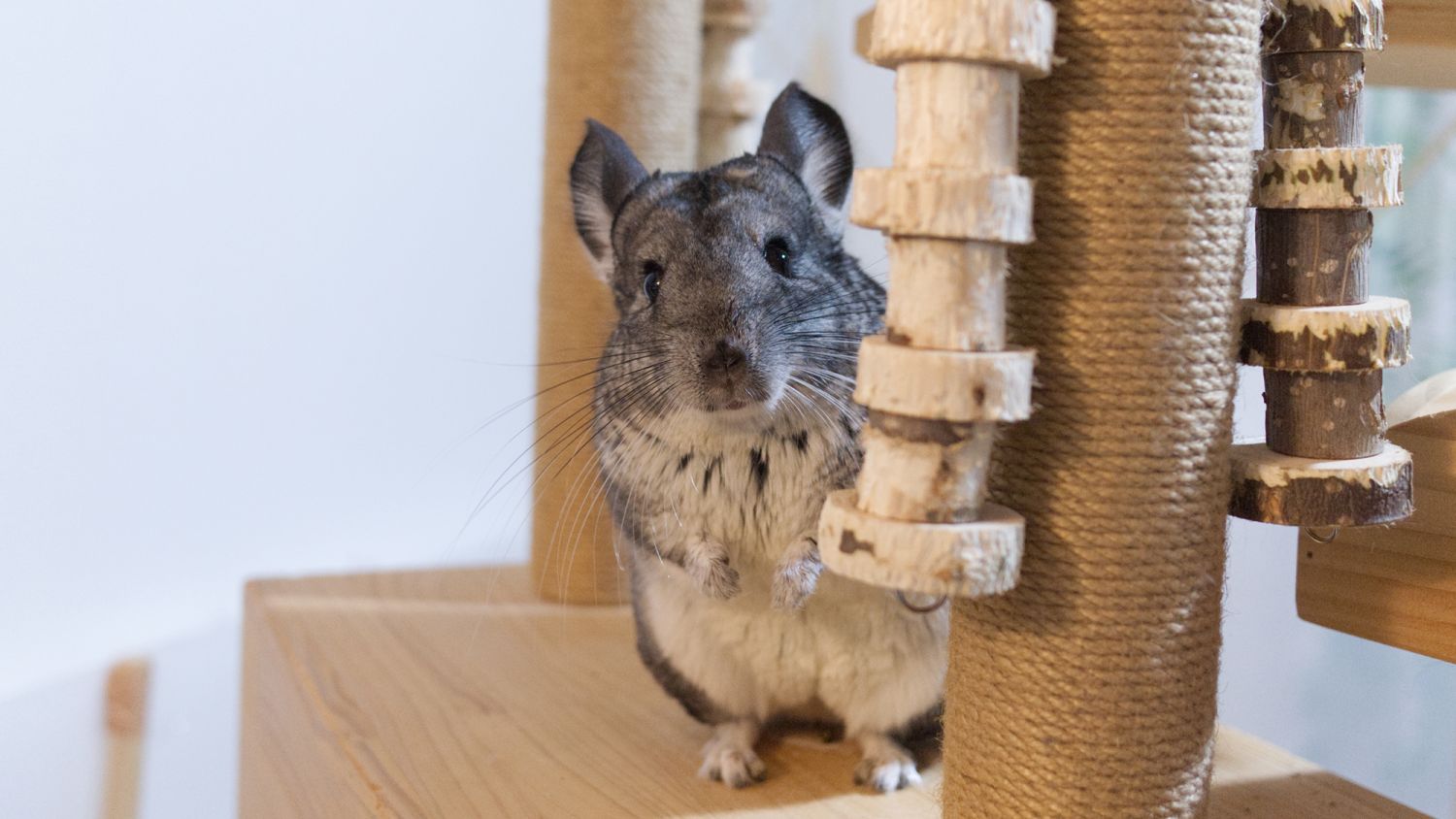 12月6日(土)～7日(日)開催！福岡県久留米市『屋内パーク』のある家の完成見学会　チンチラ部屋イメージ