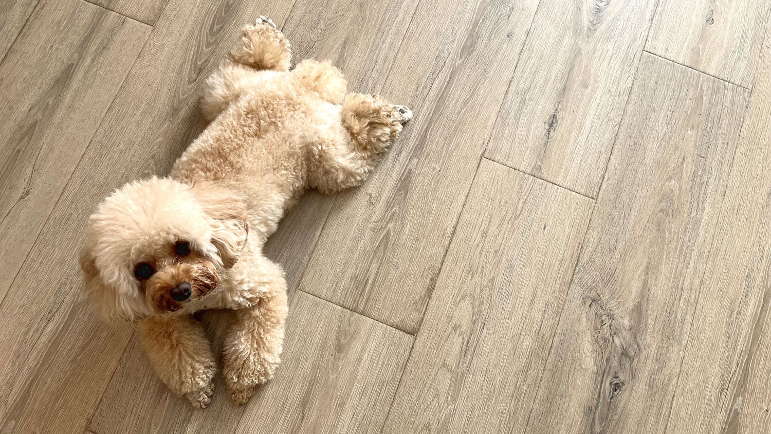 2月21日(土)～22日(日)開催！北九州市小倉北区「ワンコと暮らす、セカンドリビングのある家」床暖房イメージ